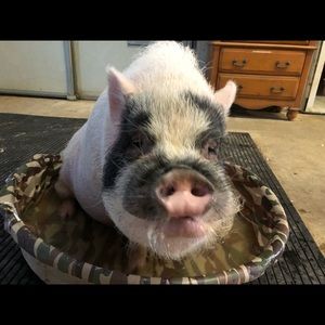 Meet your Posher, Ginger